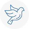 Bird Prevention Hollingworth