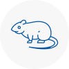 Rat Control Hollingworth